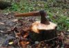 How to Remove Tree Stump without Using Grinder