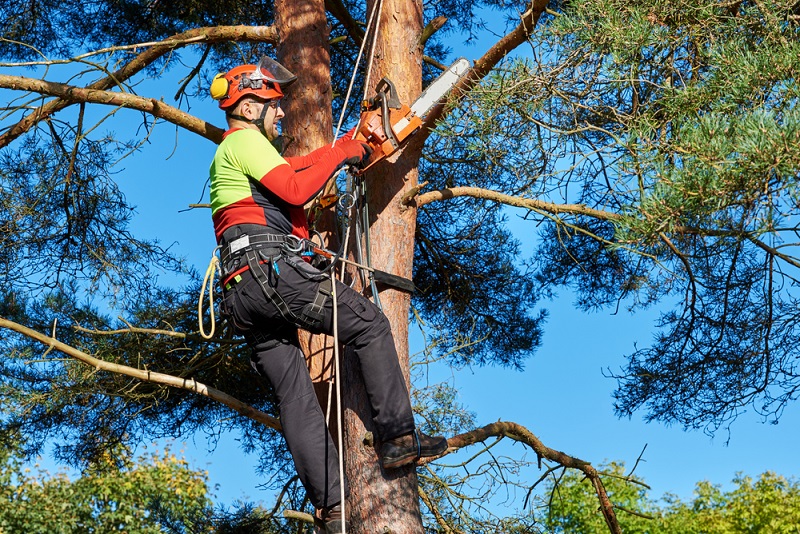 Melbourne-Tree-Removal